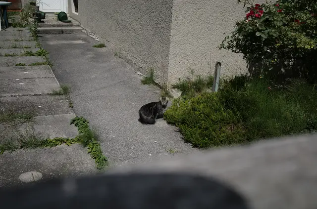 Eine Streunerkatze von vielen auf dem unbewohnten Grundstück. | Foto: Santrucek