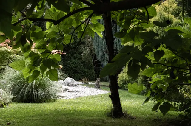 Einige Streuner besuchen sogar Familie Dorner im Garten; bleiben aber auf Abstand. | Foto: Santrucek