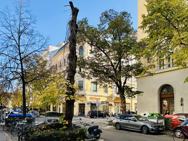 Bei vier Bäumen in der Kaiserfeldgasse kommt jede Hilfe bereits zu spät. Diese werden ersetzt. Außerdem sollen elf zusätzliche Bäume an Stellen neu gepflanzt werden, wo das möglich ist. | Foto: MeinBezirk/Andreas Strick