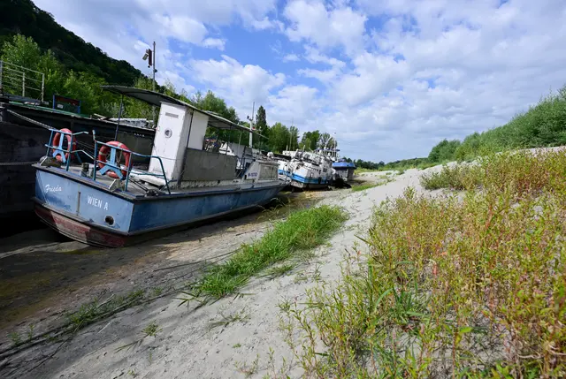 Derzeit sind die Pegelstände entlang der Donau recht niedrig. Ein Foto zeigt etwa die Situation in Greifenstein, nur ein Stück stromaufwärts von Wien. | Foto: APA-Images / APA / ROLAND SCHLAGER