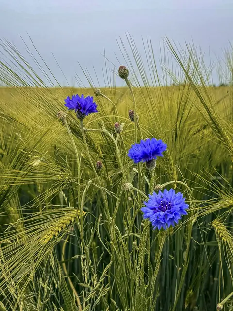 Nach diesen heißen Tagen fühlt es sich
heute an, als wäre „Da Summa is uma”.
Foto: Glaser 