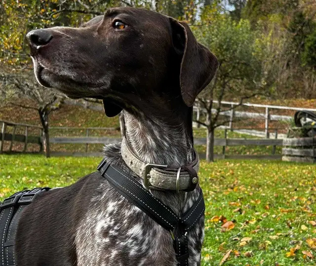 Spiro ist ein äußerst verschmuster und anhänglicher Hund, der die Nähe zu seinen Menschen sehr genießt.  | Foto: Gut Aiderbichl