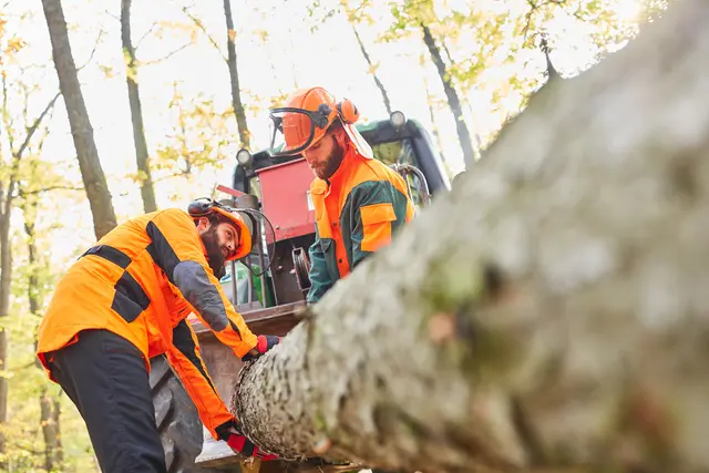 Das Forstunternehmen mit Sitz in Klagenfurt hat über 26.000 Euro Schulden. (Symbolfoto) | Foto: stock.adobe.com/at/Robert Kneschke 