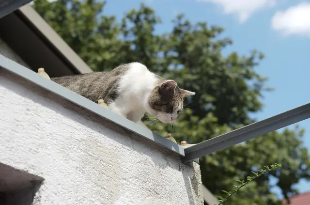 Streuner wie der inzwischen recht zutrauliche "Bertl" (Bild) halten die Tierfreunde in Ternitz auf Trab. | Foto: Santrucek