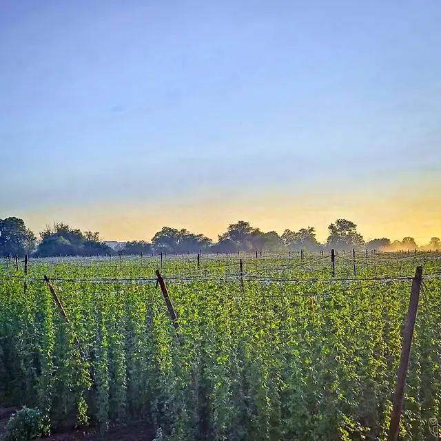 Auch der Hopfen muss bewässert werden.
Foto: Glaser 