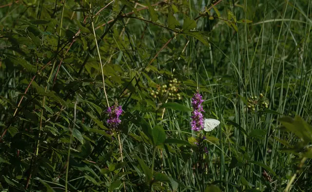 Foto: Katharina Warter