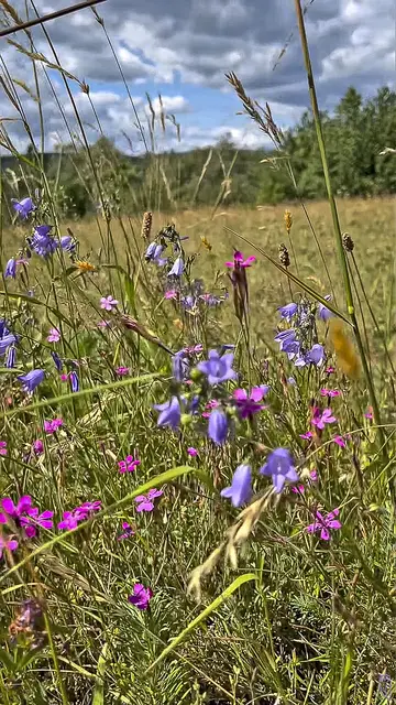 Gesunde Naturwiese im Mühlviertel
Foto: Glaser 