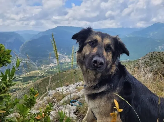 Kean ist ein siebenjähriger Schäferhund-Mix, der sich als liebevoller und verschmuster Begleiter zeigt, sobald er Vertrauen gefasst hat. | Foto: Gut Aiderbichl