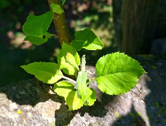 Foto: Kurt Nöhmer 