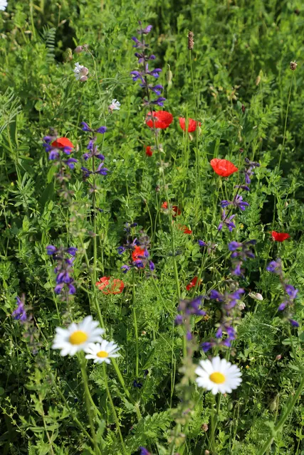 Blumenwiese in Krems | Foto: Stadt Krems