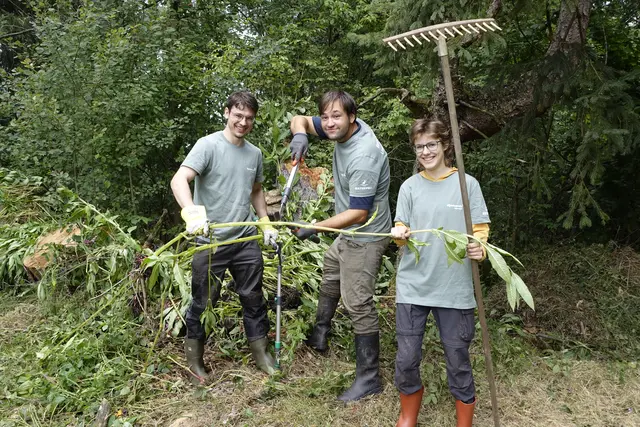 Die Arbeit der Freiwilligen ist sehr bedeutend für die Bekämpfung invasiver Pflanzen, denn die meisten Pflanzen sind sehr standhaft und müssen über Monate und Jahre hinweg öfter ausgerissen werden.  | Foto: V. Noetzel
