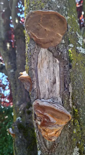 Foto: Kurt Nöhmer 