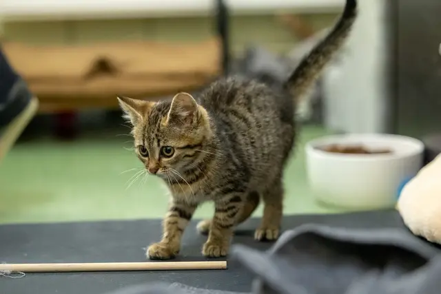 Die Kitten sind teils viel zu jung und müssen rund um die Uhr von den Mitarbeiterinnen und Mitarbeitern des TSV St. Pölten versorgt werden. | Foto: TSV St. Pölten