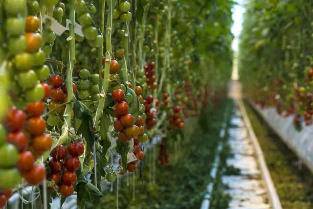 Die LGV Sonnengemüse feiert ihr 80-jähriges Bestehen als größte Gemüseerzeugergenossenschaft Österreichs.  | Foto: Rene Strasser (Symbolbild)
