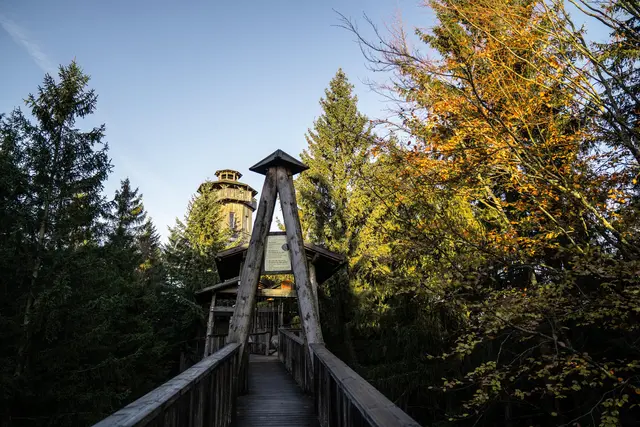 Die WaldEntdeckerWelt in Kopfing denkt den Wald als zusammenhängenden Lebensraum – vom Waldboden bis in die Baumkronen. | Foto: Waldentdeckerwelt