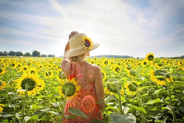 An mit Tafeln gekennzeichneten Feldern dürfen Bürgerinnen und Bürger die Sonnenblumen pflücken und mitnehmen.  | Foto: Pixabay/Jill Wellington