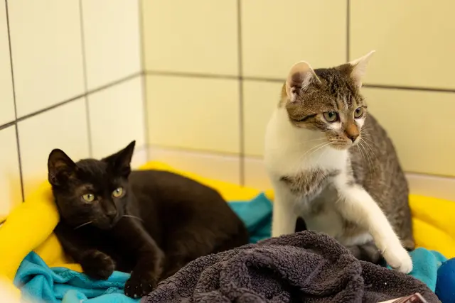Sommerzeit ist Kittenzeit: Das Tierheim St. Pölten steht vor großen Herausforderungen. | Foto: TSV St. Pölten