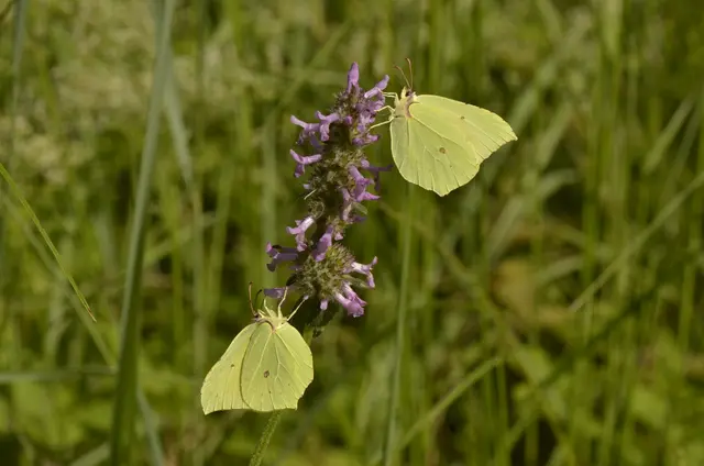 Die Raupe des Zitronenfalters (Schmetterling im Bild) ernährt sich ausschließlich von Faulbaum und Kreuzdorn.  | Foto: ARGE Naturschutz