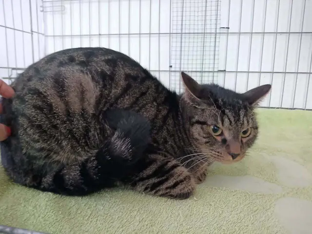 Der getigerte, kastrierte Kater. | Foto: Greil