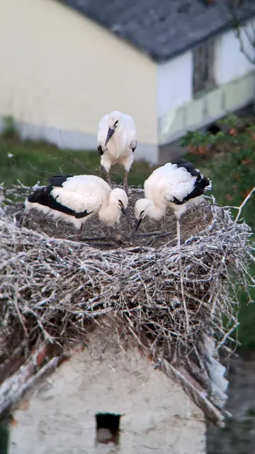 Der Storchennachwuchs entwickelt sich prächtig. | Foto: Kinsky´sches Forstamt Burg Heidenreichstein GmbH & Co KG