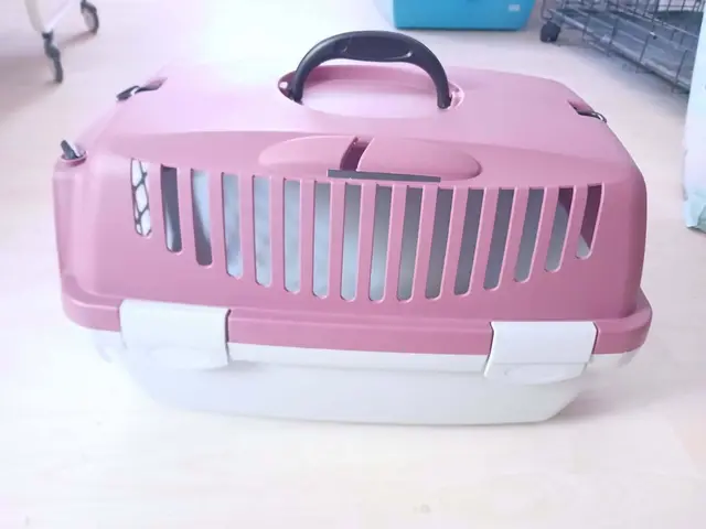In dieser Transportbox wurden die beiden Katzen am Rieder Bahnhof ausgesetzt. | Foto: Greil