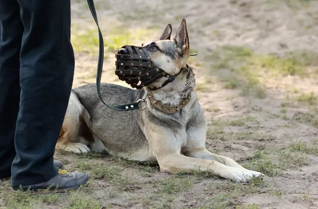 Hunde und ihre Zweibeiner unterliegen strengen Regeln. Deren Einhaltung kontrolliert das Wiener Hunde-Team am häufigsten in Favoriten. Nun zieht die Behörde Bilanz. | Foto: Mr_Ptica/Panthermedia
