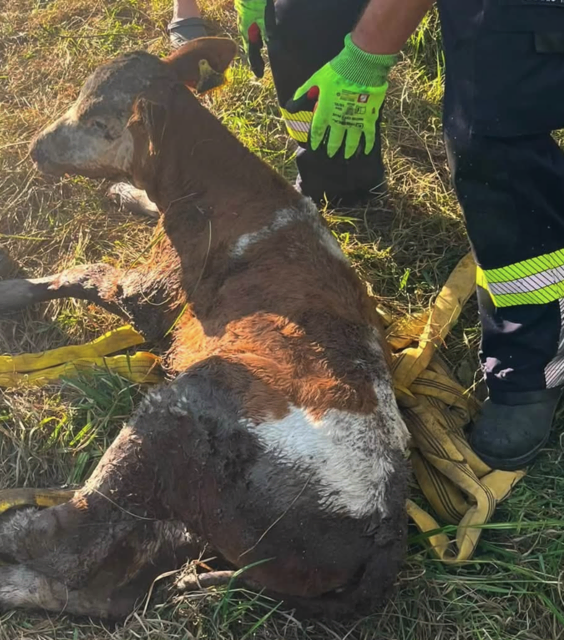 Nach kurzer Zeit habe das Tier aus seiner misslichen Lage befreit werden können. | Foto: Freiwillige Feuerwehr Diex