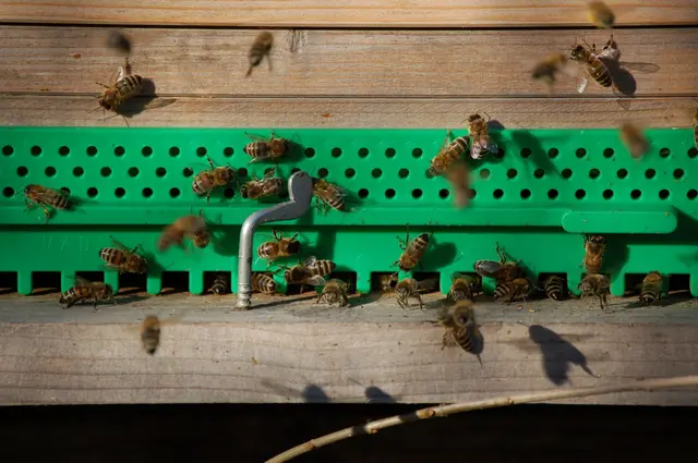 Die Imkerinnen und Imker im Nordburgenland erwarten bis zu 30 Kilogramm Honig pro Bienenvolk. In einem durchschnittlichen Jahr sind es zwischen 10 und 15 Kilogramm. | Foto: Bio-Imkerei Gartner