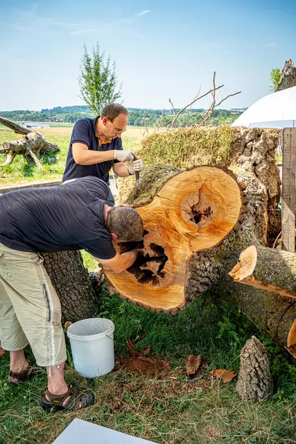 Bernhard Sindhuber und Mathias Weis bei der Umsiedlung der Eremitenkäfern | Foto: Moststraße / Cleanhill Studios