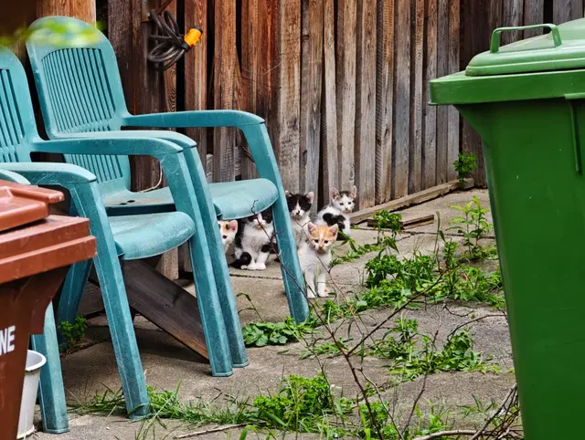 Viele Jungkatzen ziehen durch das Siedlungsgebiet rund um die Pfandwiesengasse. | Foto: privat