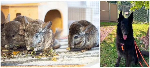Hund Paul und mehrere Chinchillas warten im Tierheim des Tierschutzvereins für Tirol auf ein liebevolles Für-immer-Zuhause. Wer einem Tier ein neues Zuhause schenken möchte, findet hier treue und besondere Begleiter. | Foto: Tierschutzverein
