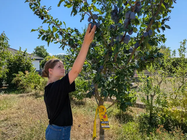 Äpfel, Zwetschken und Co. dürfen von gekennzeichneten Bäumen kostenlos geerntet werden. | Foto: eNu