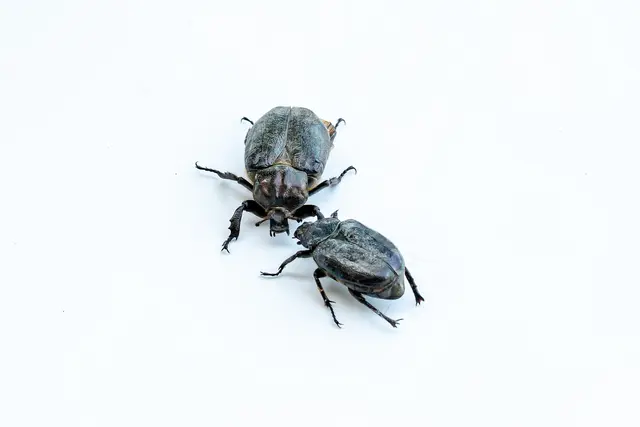 ein gefundenes Eremitenkäfer-Pärchen aus Seitenstetten | Foto: Moststraße / Cleanhill Studios