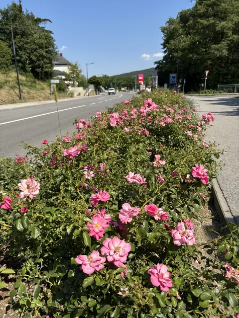 Im zweiten Beet neben dem Geh- und Radweg blühen Rosen. | Foto: Lauren Fahrenberger / MeinBezirk