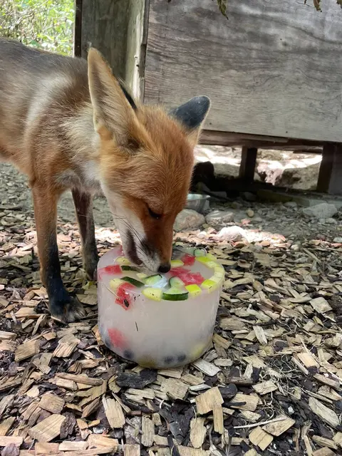 Auch Füchse freuen sich über eine Eisbombe. | Foto: Tierschutz Austria