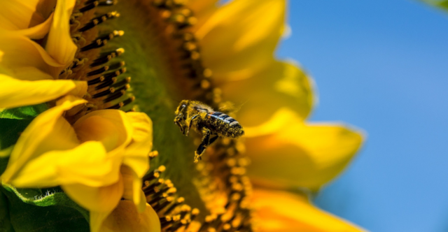 Heuer waren die Villacher Bienen besonders fleißig. | Foto: Pixabay