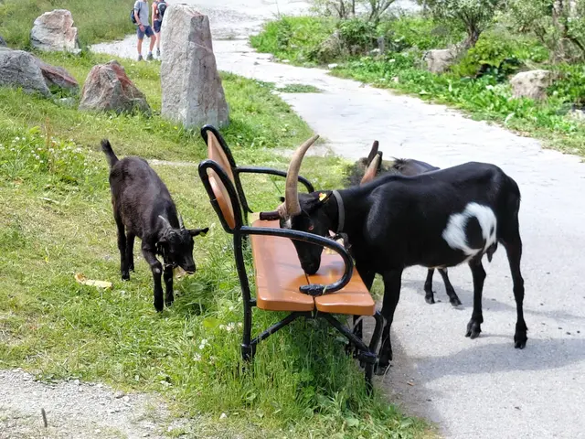 Foto: H.Bachinger