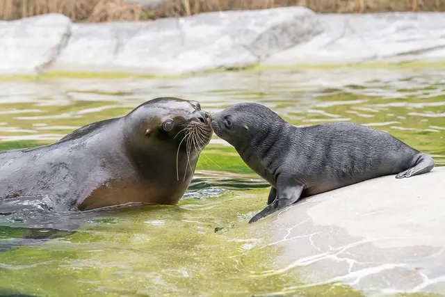 Im Tiergarten Schönbrunn gibt es Nachwuchs bei den Mähnenrobben. | Foto: Daniel Zupanc