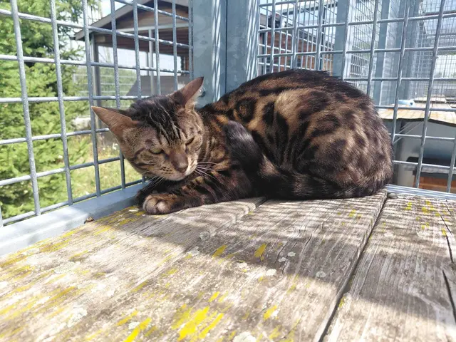 Foto: Tierheim Ternitz