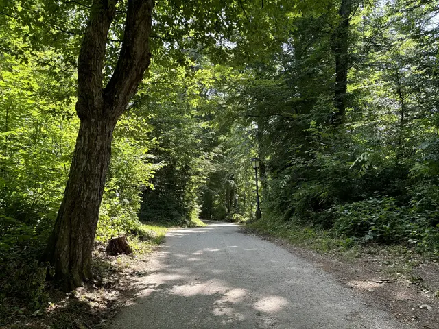  Wegen der derzeit hohen Waldbrandgefahr gilt auch in der Stadt Salzburg seit Donnerstag, 30. Juli 2026, wieder eine Waldbrandschutz-Verordnung.  | Foto: Lisa Gold