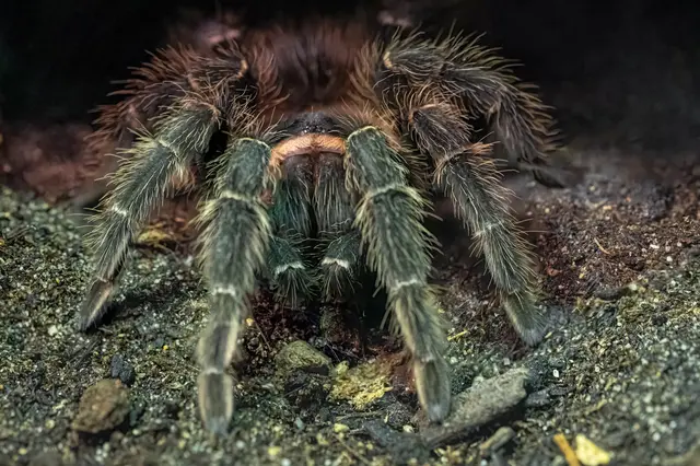 In einem Wiener Gemeindebau soll eine größere Spinne ausgekommen sein. Ein Hinweis an die Nachbarschaft amüsiert gerade das Internet. (Symbolbild) | Foto: HanjoHellmann/Smarterpix