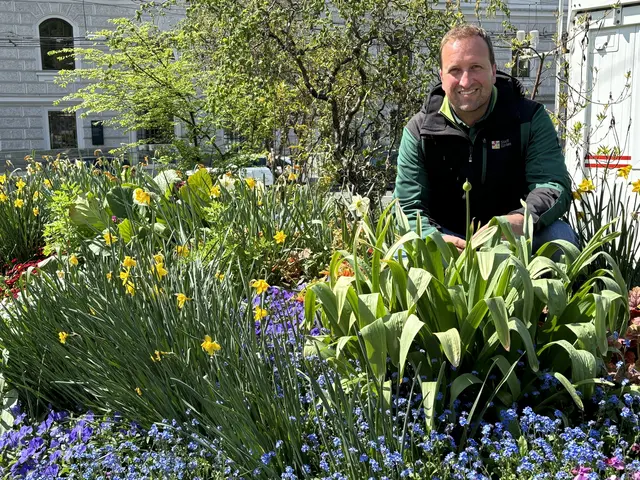 Stadtgärtner Josef Wanka hier bei einem Foto mit der Frühlingsauspflanzung.  | Foto: Lisa Gold