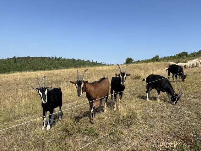 Foto: Dorottya Fejes/MeinBezirk