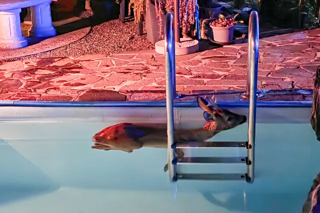 Einsatzkräfte der Freiwilligen Feuerwehren bargen vergangenen Donnerstag einen Rehbock aus einem Pool. | Foto: Fotokerschi/Peter Bodingbauer (bodis.TV)