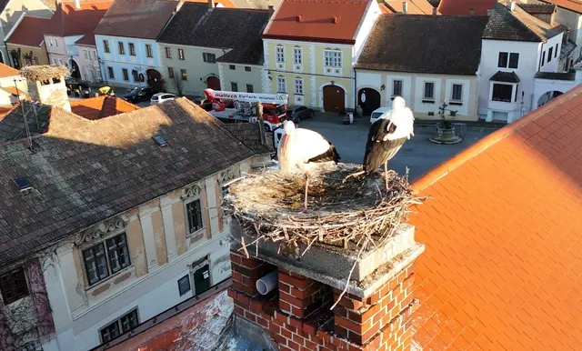 Die Freistadt Rust hat hingegen einen Bevölkerungsrückgang zu verzeichnen.  | Foto: Storchenverein Rust