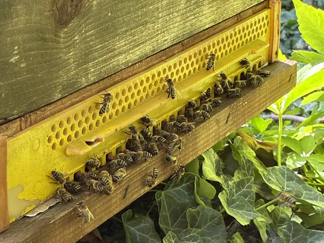In einem Bienevolk arbeiten im Durchschnitt 30 bis 40 Tausen Bienen. | Foto: Julia Mainx