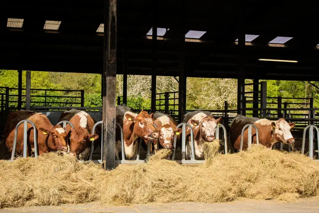 Heu, Silage und Stroh gesucht: Die Grundfutterbörse unterstützt Landwirte in ganz Österreich.
 | Foto: Pexels (Symbild)