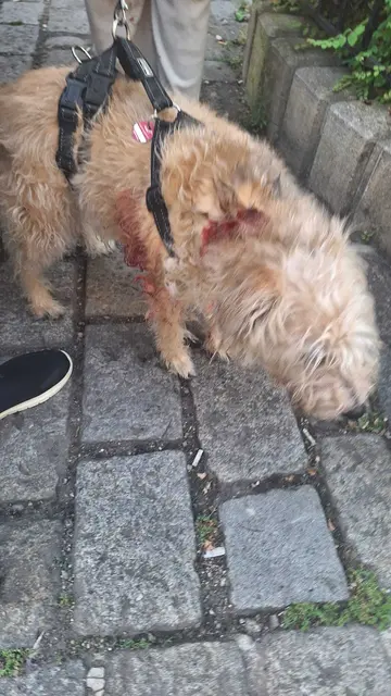 Maya sei durch einen Pitbull verletzt worden.  | Foto: zVg