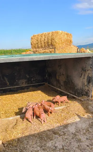 Frische Ferkel am Bauernhof in Gerersdorf.  | Foto: Hubmann