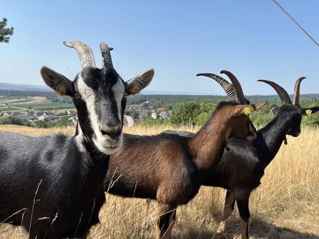 Foto: Dorottya Fejes/MeinBezirk